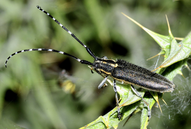 Cerambycidae: Agapanthia cynarae e Oxylia duponchelii